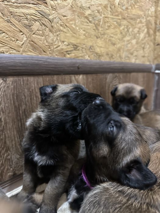 Цуценя бельгійської вівчарки малінуа