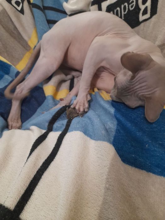 Пропал кот в районе кузнечной