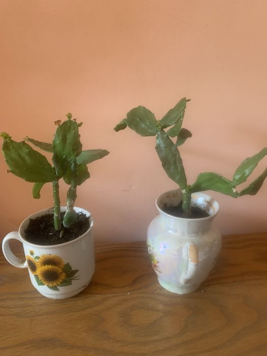 Кактуси сукуленти