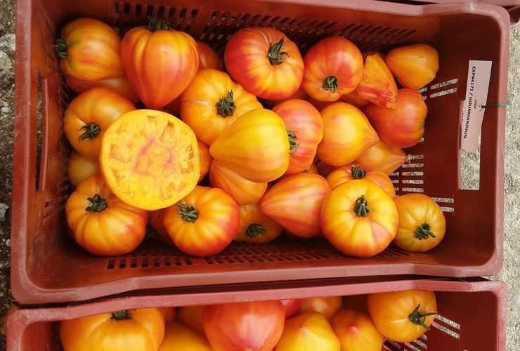 Nasiona pomidory Honey Moon, Eurasia. Holenderskie