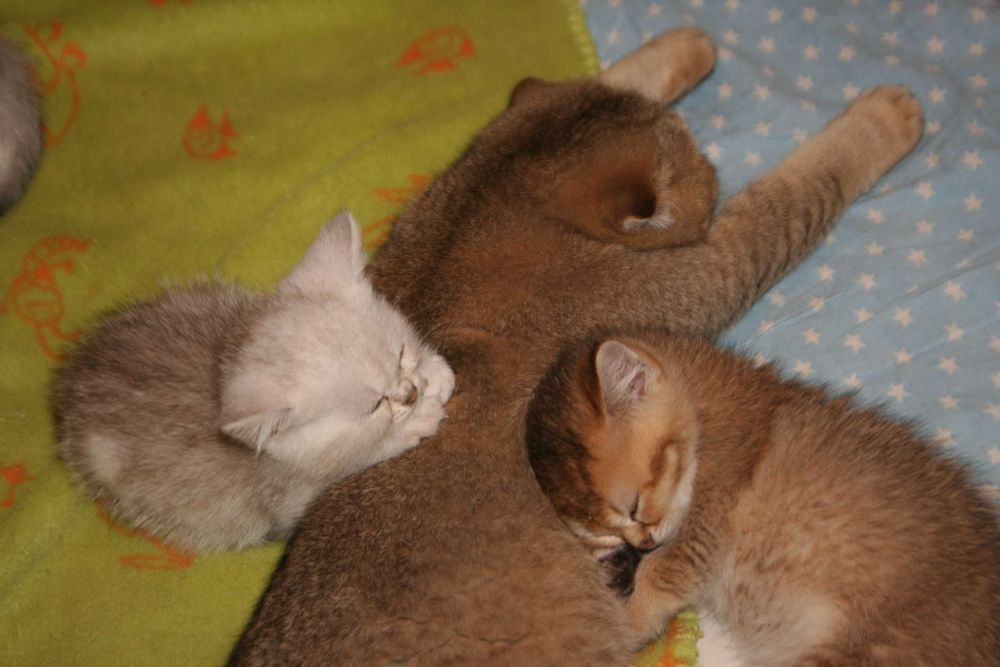 Скоттіш страйт коточок-муркотунчик