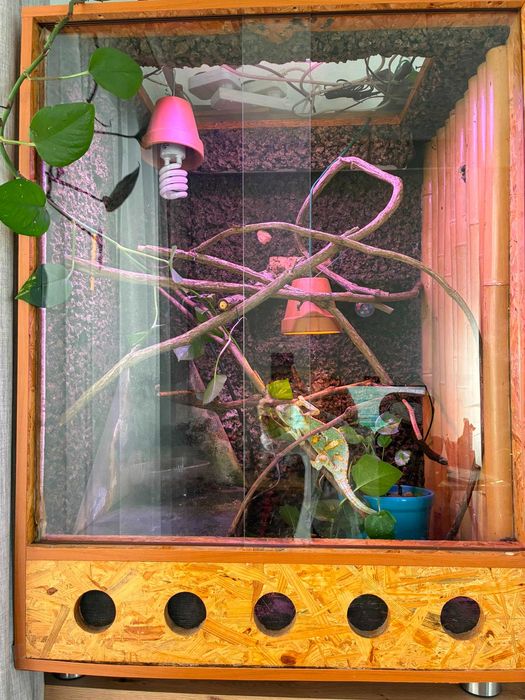 Terrarium pionowe OSB