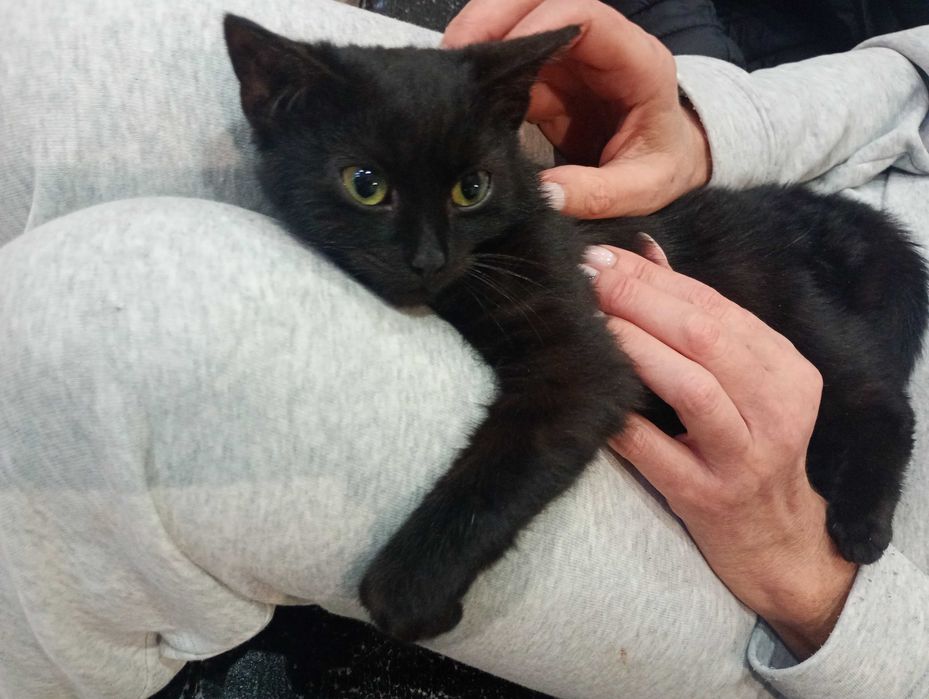 4 miesięczny kociak szuka  domu