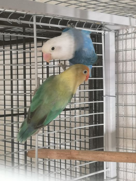 Fishers opalinos pale x cobalto