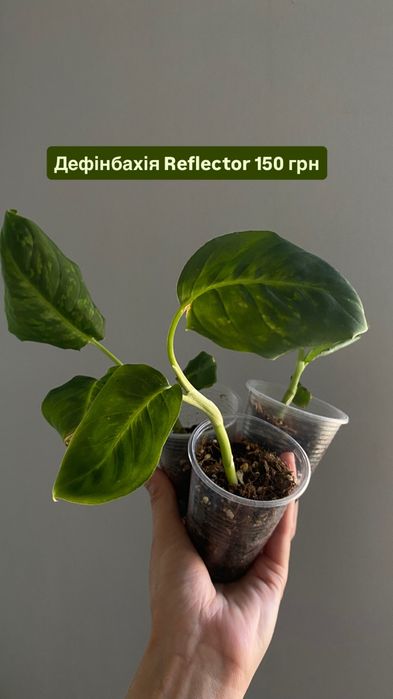 Продам дифенбахию рефлектор
