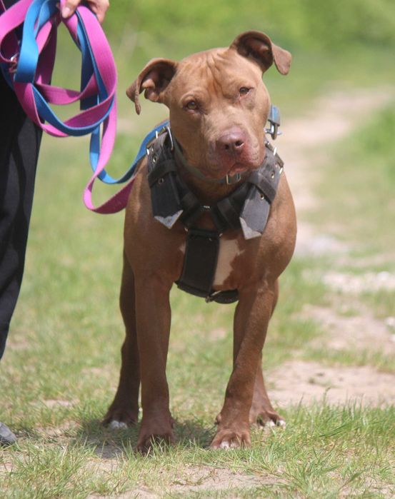ZIUTEK  w typie pitbull , super pies , ale trzeba go wczesnej poznać