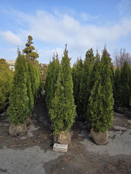 Туя смарагд, гурт роздріб