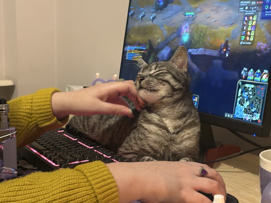 Kotek shiroo - do adopcji