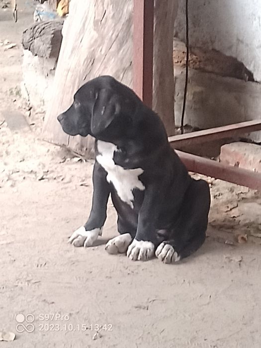 Цуценята Бандоги ф-4.