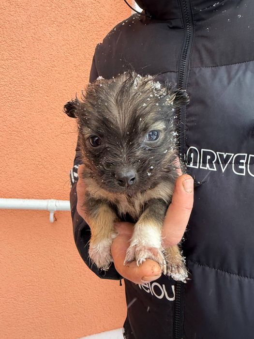 цуценята безкоштовно