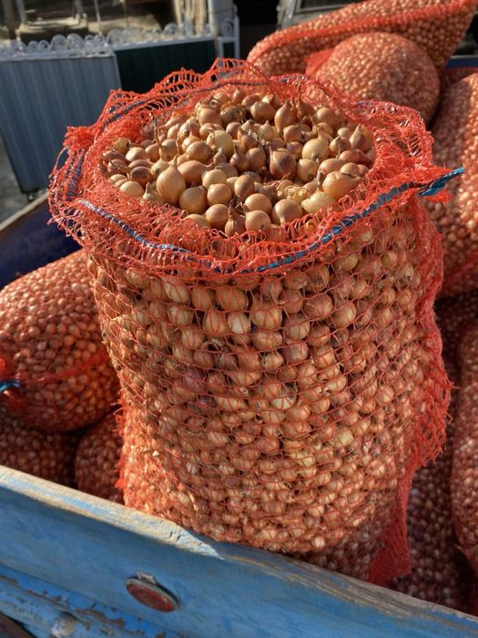 Лук севок ОПТ 2025