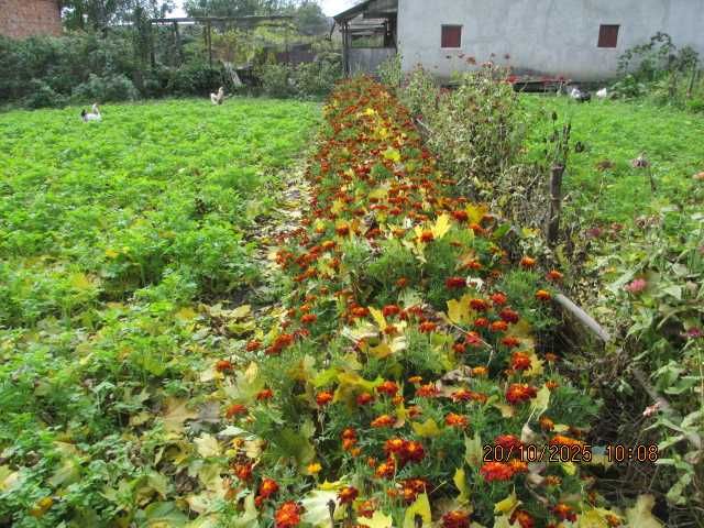 Чорнобривці квіти сушені  50 грн.