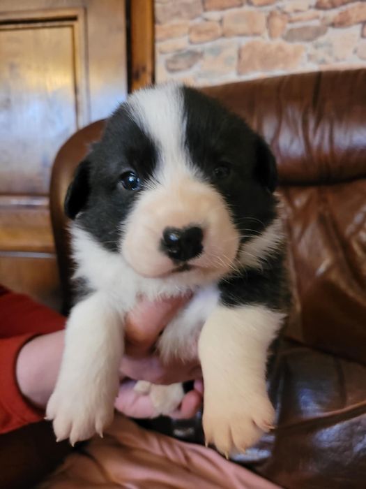 Welsh Corgi Cardigan FCI