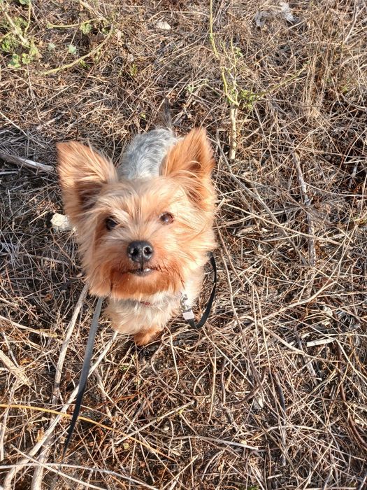 Yorkshire Terrier Fêmea