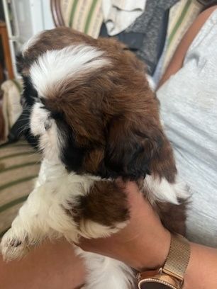 SHIH-TZU Pieski z Rodowodem
