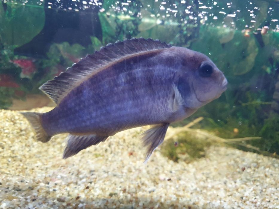 Pyszczak Delfin dorosły