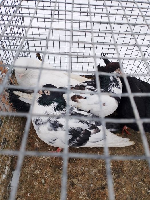 Sprzedam gołębie