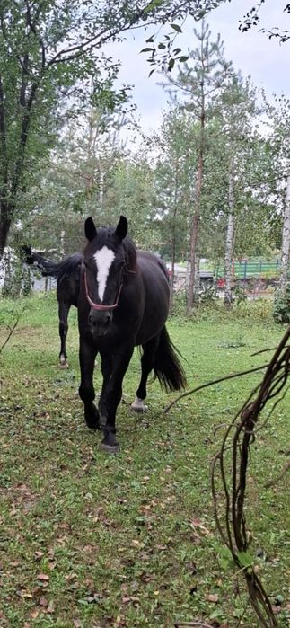 Koń 3-letni na sprzedaż