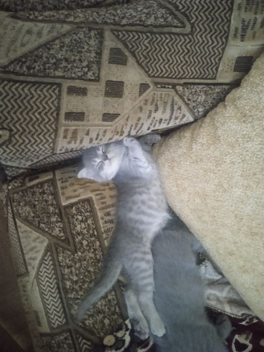 Шотландські кошенята