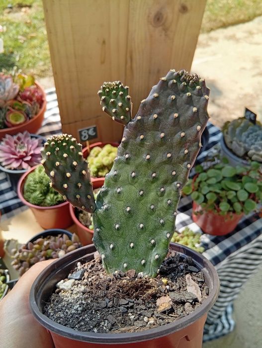 Cactos conjunto várias espécies