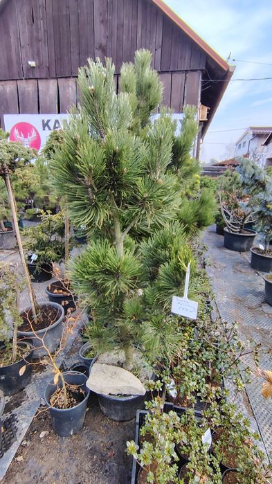 Sosna Bośniacka - Pinus Heldereichi