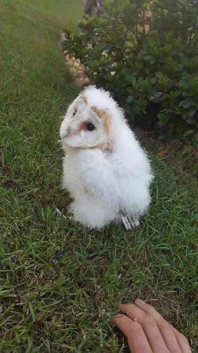 Parabuteo unicinctus e Tyto alba