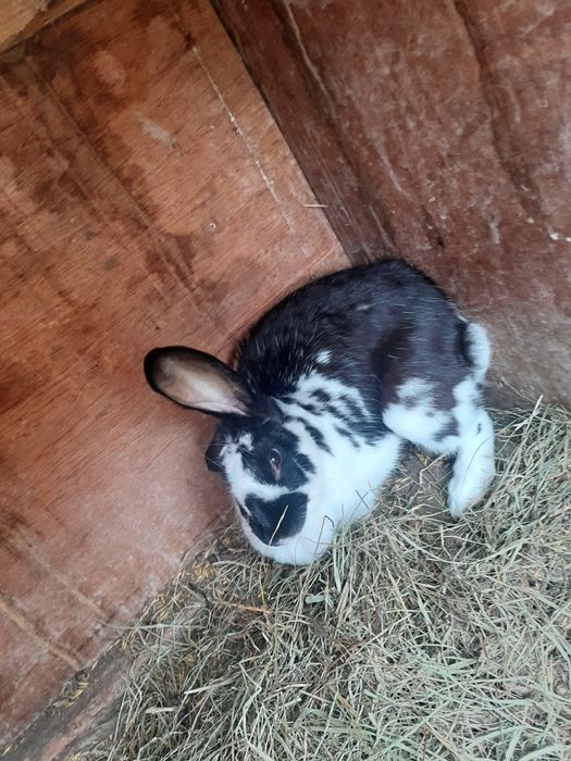 Samice kroliki krolik