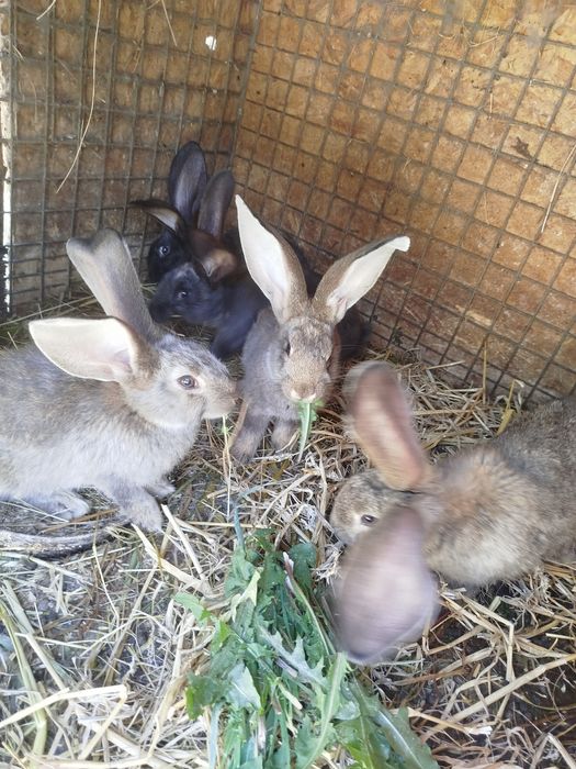 Sprzedam młode króliki