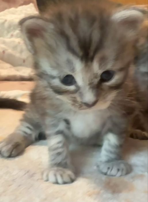 Mercedes Śliczna malutka dziewczynka maine coon