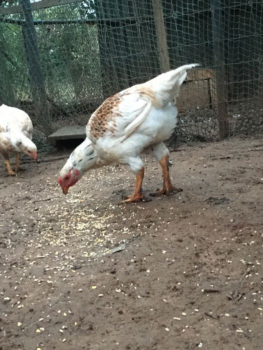 Frangos e galos cornish