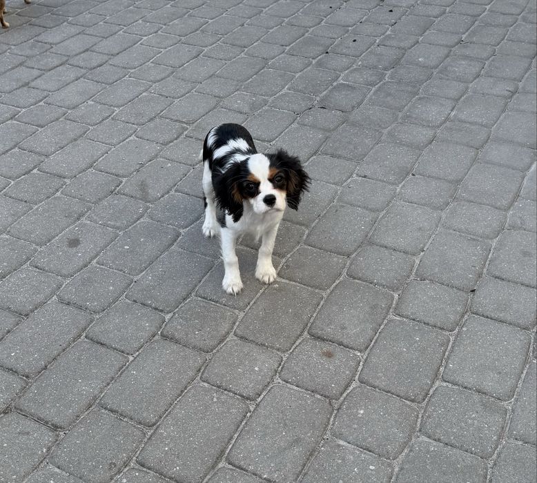 Cavalier charles spaniel king