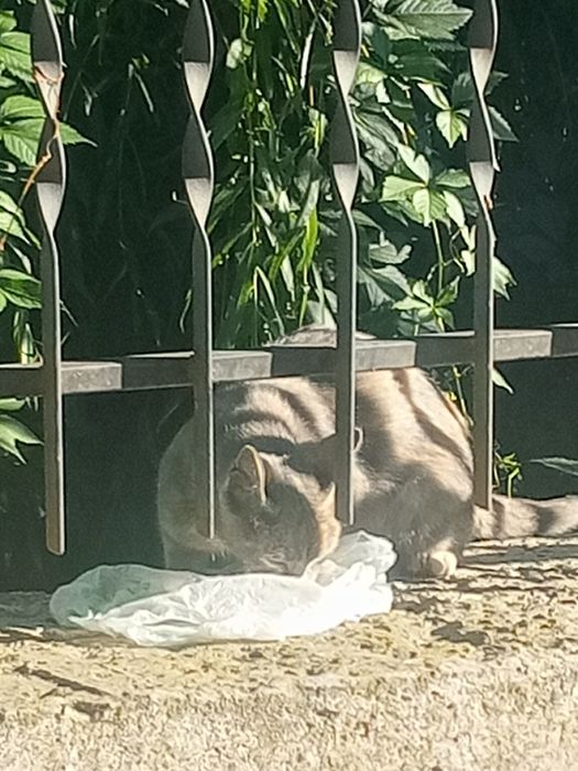 Кошенята шукають домівку