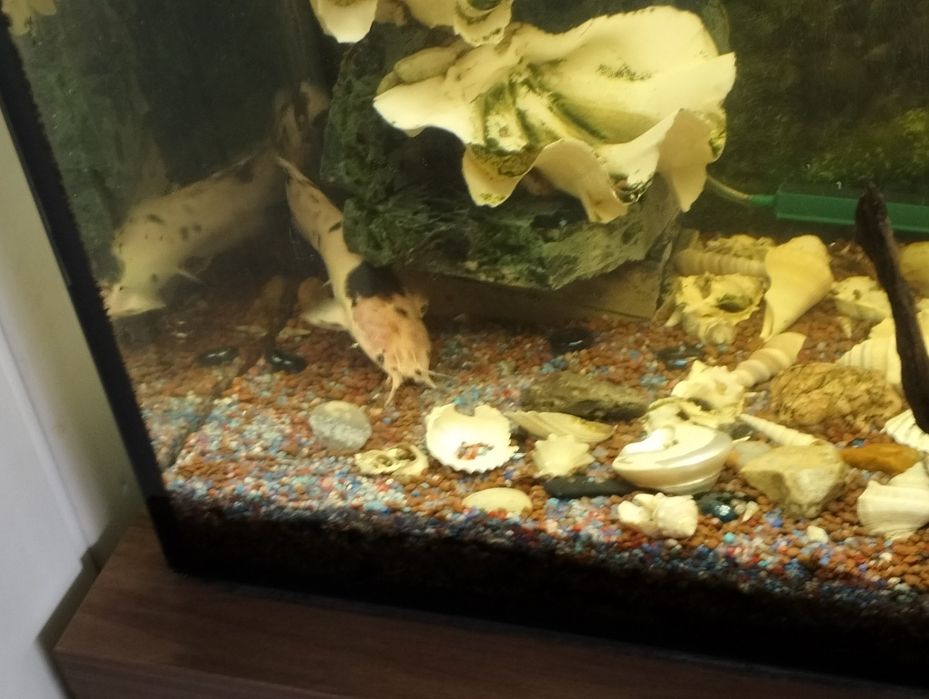 Rybki do akwarium zamienię sprzedam