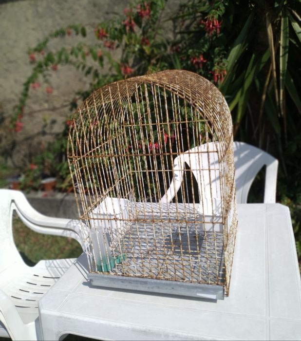 Gaiola para pássaro