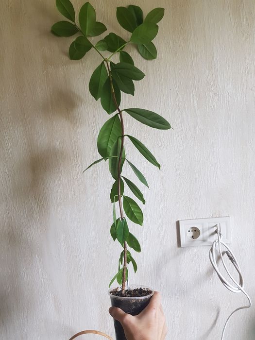 Гуава  гуаява земляничная