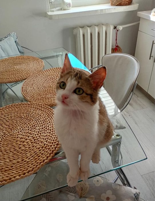Leo - kocurek do adopcji!