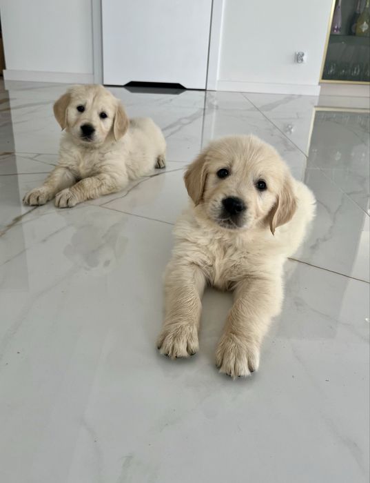 Szczenię SUCZKA Golden Retriever GOTOWA DO ODBIORU