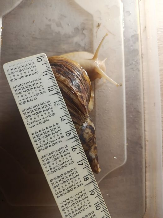 Улітки Ахатіни продам