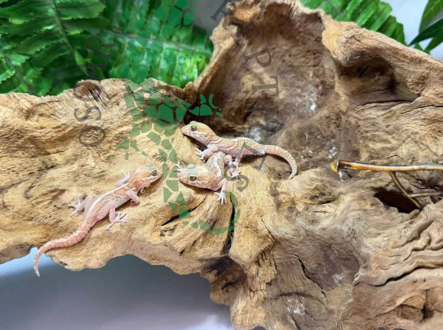 Gekon madagaskarski gekony madagaskarskie nie lamparci Elbląg