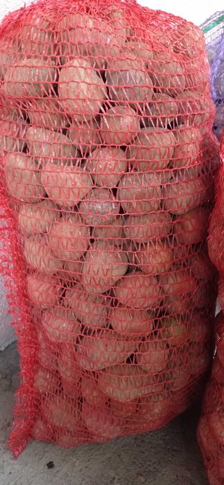 Продам картоплю домашню Біллароза