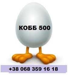 Бройлер Венгерский инкубацинное яйцо