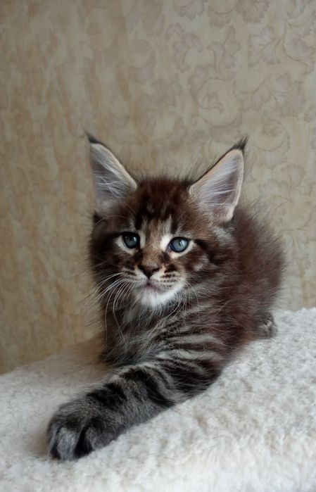 Лучший котёнок мейн кун в ваш город