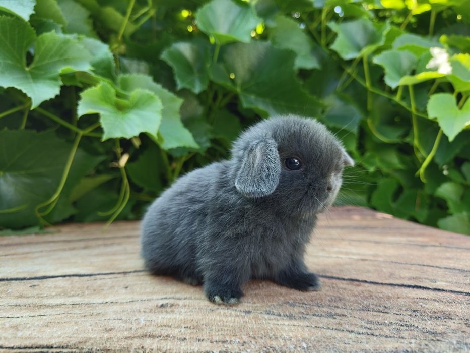 Króliczki Mini Lop. Wolne maluszki.
