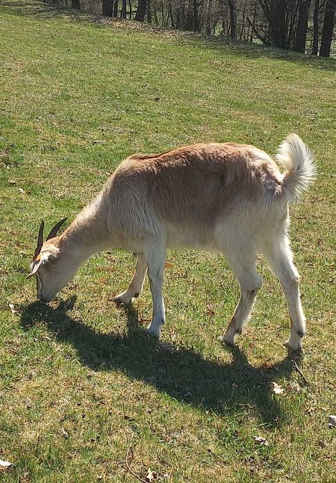 Roczna koza po koźle anglonubijskim.