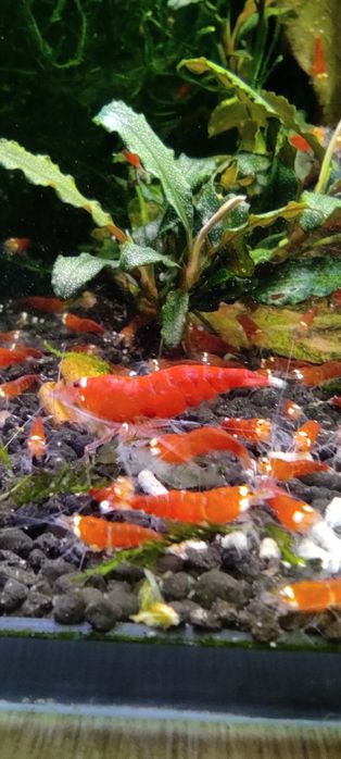 Krewetki Caridina -Super Crystal Red