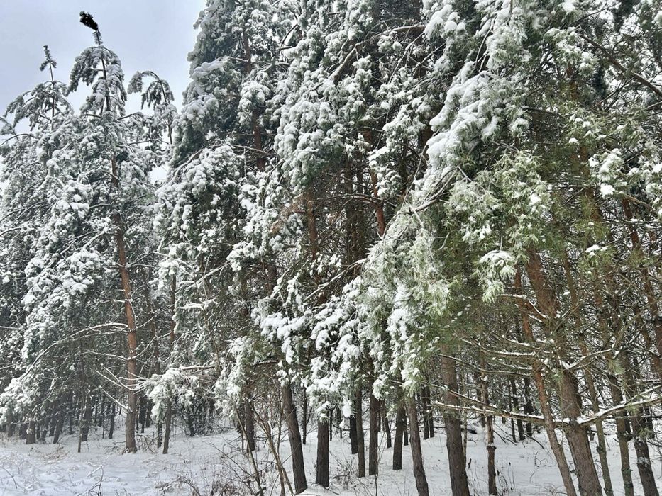 Земельна ділянка 2 Га!!! Копилів ! Терміново!