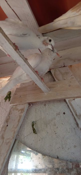 Rolas  malhadas saudáveis