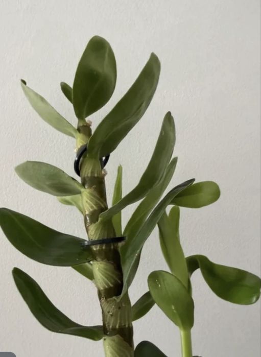 Orquidea Dendrobium nobile sem flor