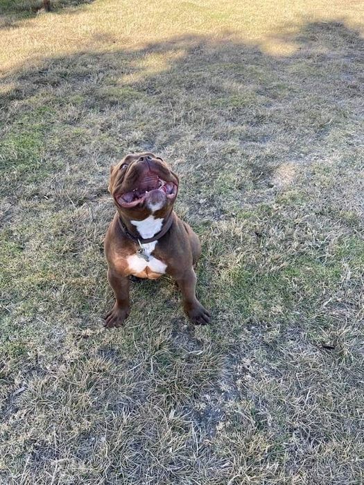 American bully Disponível para montas ( criações )