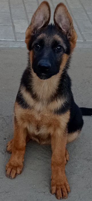 Продаються цуценята німецької вівчарки